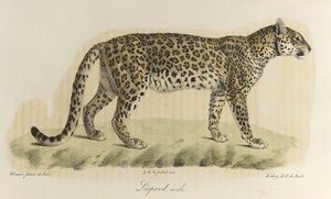 Léopard, mâle, de Histoire Naturelle des Mammifères - French School