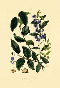 Prunier de lotus, 1833-39 - French School