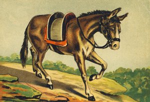 M comme Mulet - French School