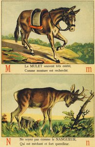 M comme Mulet et N comme Nangueur - French School