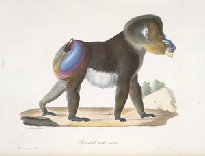 Mandrill, mâle, vieux. Un vieux mandrill, de Histoire Naturelle des Mammifères - French School