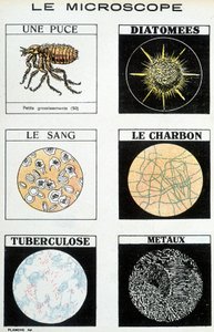 Microscopes : une puce, diatomées, sang, charbon, tuberculose, métaux - French School