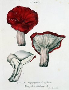 Rougeole du lait - dans « Traité des champignons » par Jean Jacques Paulet, fin du 18e siècle - French School