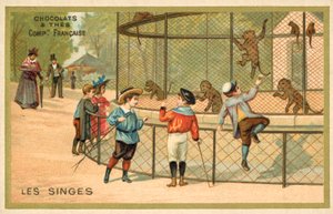 Singes - French School