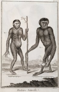 Singes Jocko et Gibbon - French School