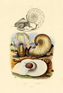 Escargot de lune - French School