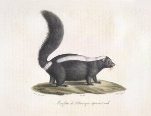 Moufette. Moufette, de Histoire Naturelle des Mammifères - French School