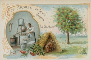 Sorbier des oiseleurs - French School