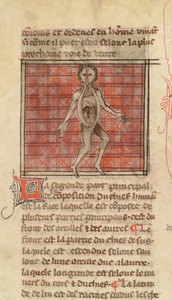 Ms 2030 fol.17 Figure anatomique, de La Chirurgie de Maître Henri de Mondeville - French School
