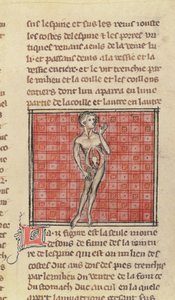 Ms 2030 fol.29 Figure anatomique, de La Chirurgie de Maître Henri de Mondeville - French School