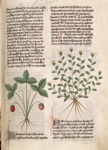 Ms Est 28 M 5.9 fol.75r Fraisier, de 
