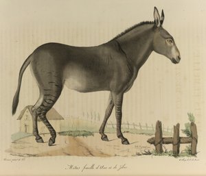 Métis femelle, de Histoire Naturelle des Mammifères - French School