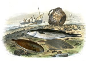 Mulet (Mugilidae), Sole (Solea Vulgaris), limande (Microstomus Kitt) - Planche extraite de l