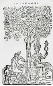 Nana fuit, plante médicinale, illustration de Singularités de la France Antarctique, par André de Thevet, 1558 - French School
