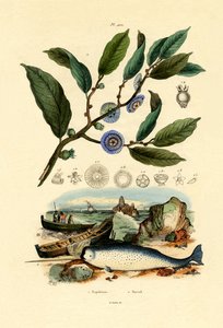 Chapeau de Napoléon - French School