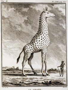 Histoire naturelle : La Girafe - dans "Histoire naturelle, générale et particulière" par Buffon - French School