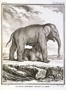 Histoire naturelle : Le petit éléphant taquinant sa mère - dans "Histoire naturelle, générale et particulière" par Buffon
