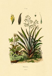 Lin de Nouvelle-Zélande