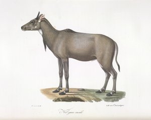 Nilgau mâle. Antilope Nylgau, de Histoire Naturelle des Mammifères - French School