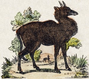Nyl-ghau (Nyl ghau, animal indien). Gravure dans « Alphabet des animaux sauvages ». 9e Série. Imagerie d