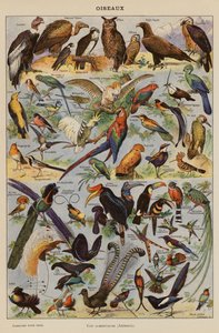 Oiseaux - French School