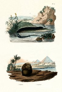Amphiume à un doigt, 1833-39