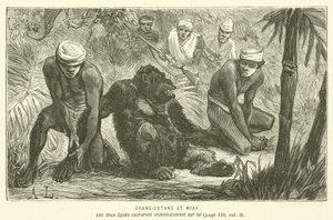 Orang-Outang et Mias - French School