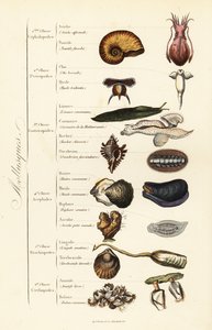 Ordres des mollusques