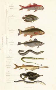 Ordres de poissons - French School