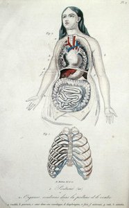 Organes dans la poitrine et l