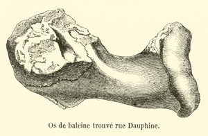 Os de baleine trouvé rue Dauphine - French School