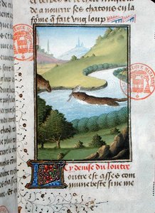 Loutre attrapant un poisson, du Livre de la Chasse par Gaston Phébus de Foix (1331-91) - French School