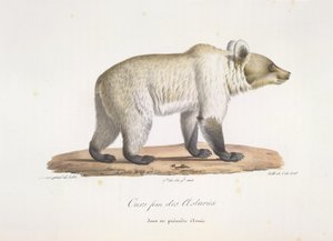 Ours femelle des Asturies. Ours brun espagnol femelle, tiré de Histoire Naturelle des Mammifères - French School