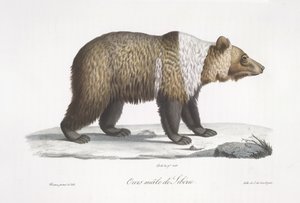 Ours mâle de Sibérie, de 