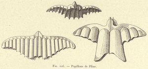 Papillons de Pline