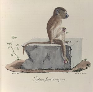 Papion femelle très jeune, tiré de 