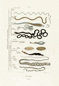 Parasites