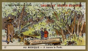 Passage à travers une forêt, Mexique