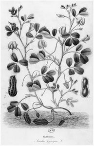 Arachide (Arachis hypogaea)