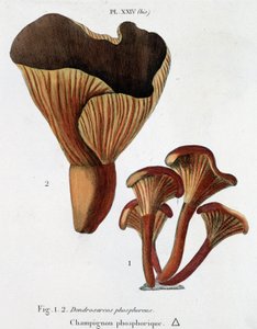 Champignon phosphorescent dans Jean Jacques Paulet "Traité des champignons", fin 18ème siècle - French School