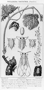 Phylloxera Vastatrix, vers 1850 - French School