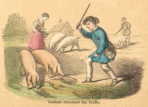 Cochon