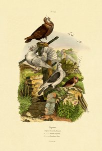 Pigeons, 1833-39 - French School
