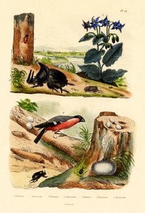 Charançon du pin, 1833-39