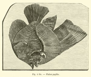Platax papilio - French School