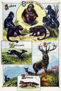 Planche 1 : Singes, orang-outan, Antilope, Cerf, Renard. Gravure dans "Alphabet syllabaire des animaux sauvages". Série A. Pellerin et Cie, imprimeurs-éditeurs, Épinal, fin du 19e siècle. Chromolithographies. Petit album publicitaire de 8 pages contenant u - French School