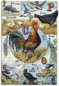 Planche 3 : Pintades, pigeons, poussins, poule, coq, paon, cygnes, oies, canards. Gravure dans « Alphabet syllabaire des animaux domestiques et de basse-cour ». Série A. Pellerin et Cie, imprimeurs-éditeurs, Épinal, fin du XIXe siècle - French School
