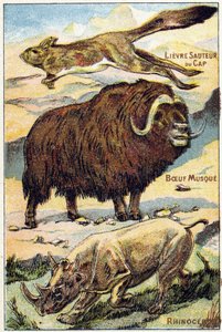 Planche 4: Lièvre du Cap sautant, Bœuf musqué, Rhinocéros. Gravure dans "Syllabaire alphabet toutes sortes de betteraves". Série A. Pellerin et Cie, imprimeurs-éditeurs, Épinal, fin du 19e siècle.