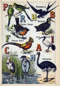 Planche 4: Perruches, Hirondelle, Rouge-gorge, Hêtre, Faisan doré, Ibis sacré, Cigogne, Autruche, Héron cendré. Gravure dans "Syllabaire alphabet des oiseaux". Série A. Pellerin et Cie, imprimeurs-éditeurs, Épinal, fin du 19e siècle. - French School