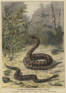 Serpents et plantes vénéneux - French School